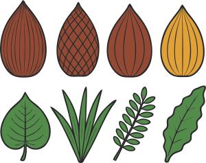 _coconuts_and_leaves2_1785860869